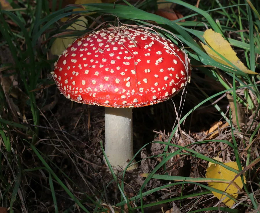 Tubuh buah Amanita muscaria, Vinnytsia Raion, Ukraina, 13 Oktober 2018. Foto George Chernilevsky.