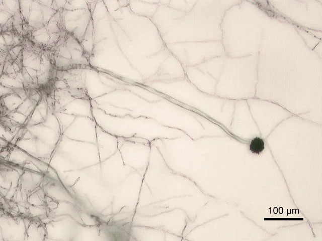 Hifa dan kepala konidia Aspergillus niger pada mikrograf dengan bar skala asli 100 µm di kanan bawah.