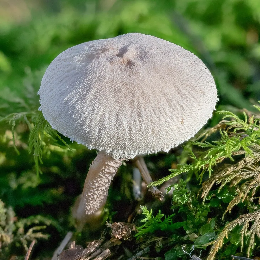 Dokumentasi Cystolepiota moelleri — Fotografi