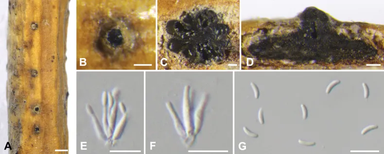 Dokumentasi Cytospora euonymina — Pelat ilmiah