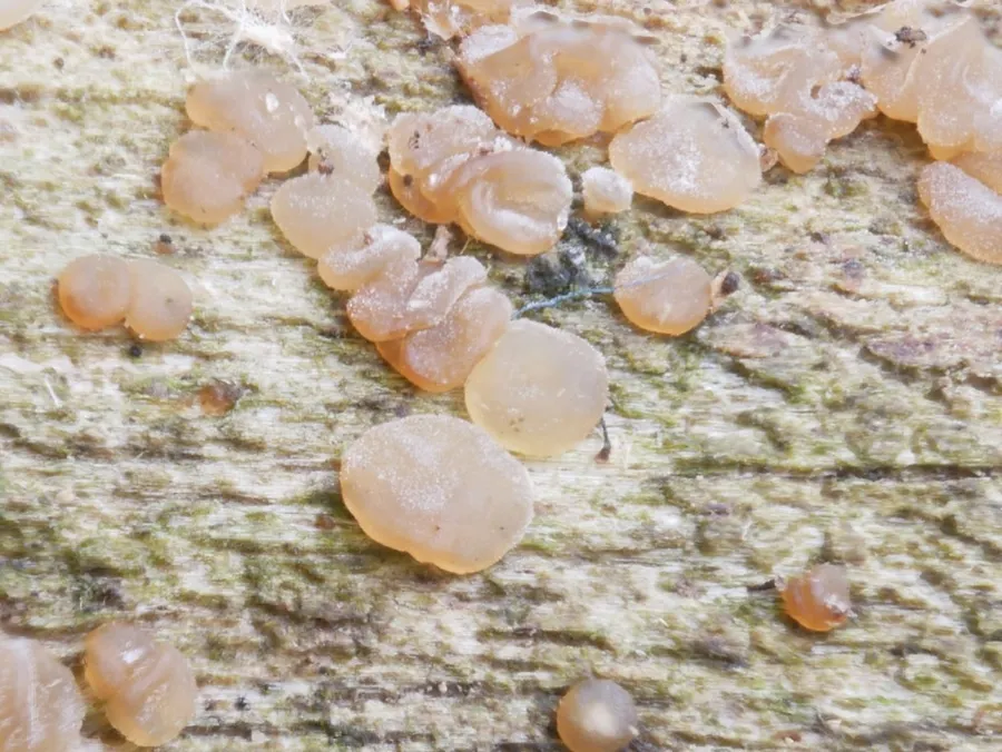 Dokumentasi Dacrymyces minor — Fotografi
