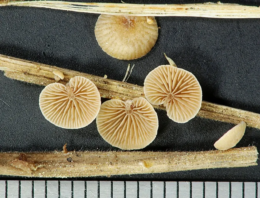 Dokumentasi Deconica phillipsii — Fotografi
