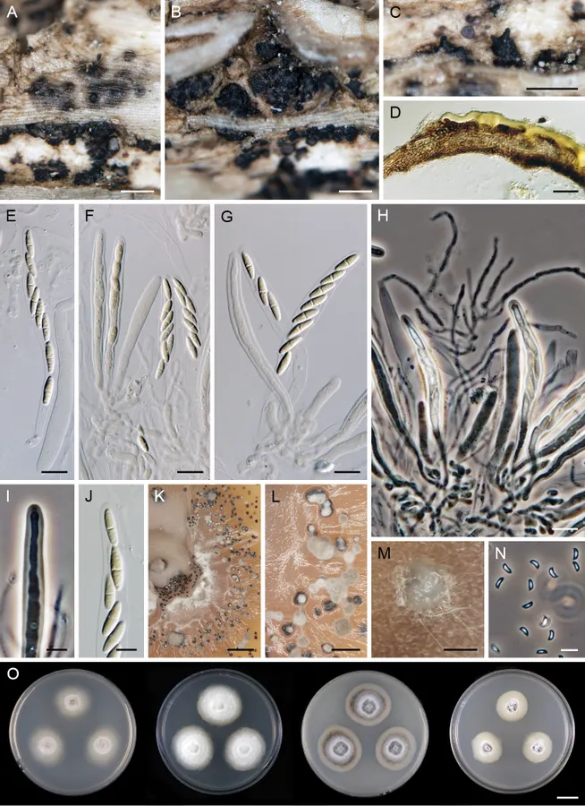 Dokumentasi Dendrophoma cytisporoides — Pelat ilmiah