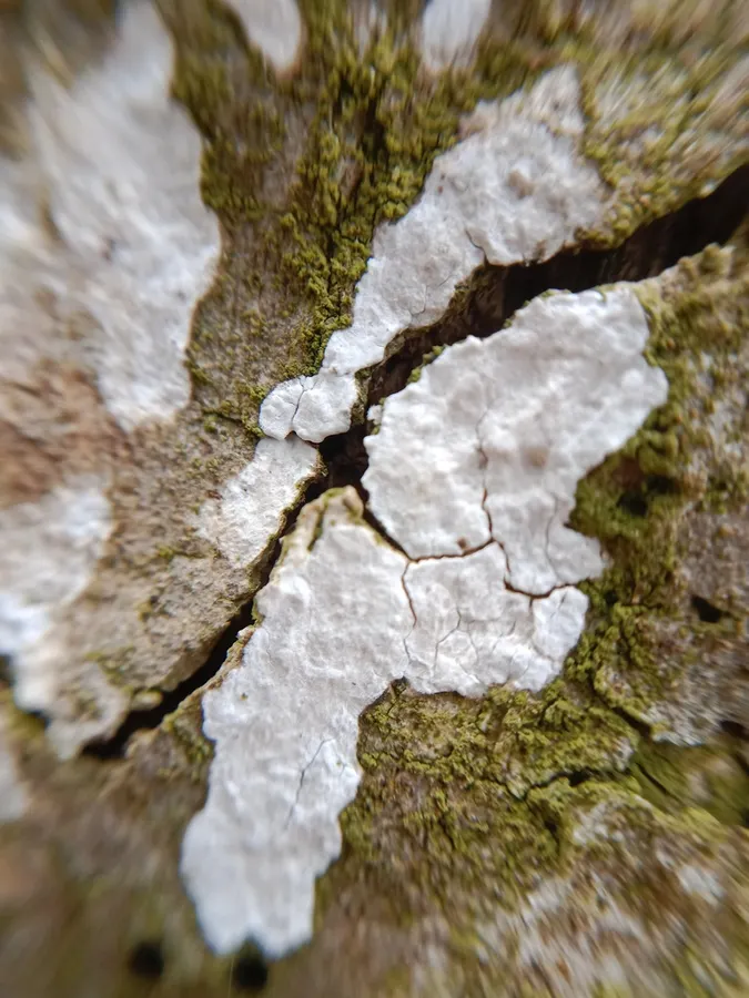 Dokumentasi Dendrothele acerina — Fotografi