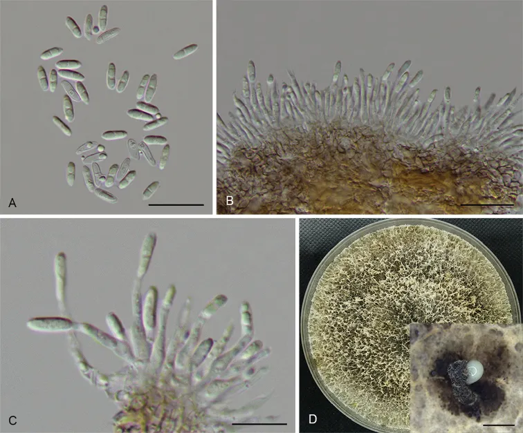 Dokumentasi Diaporthe acerigena — Pelat ilmiah