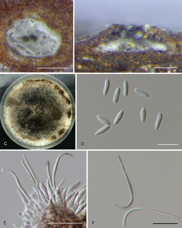 Dokumentasi Diaporthe caryae — Pelat ilmiah