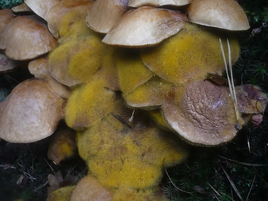 Dokumentasi Dicranophora fulva — Fotografi