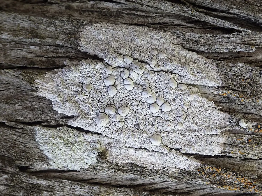 Dokumentasi Dirina ceratoniae — Fotografi