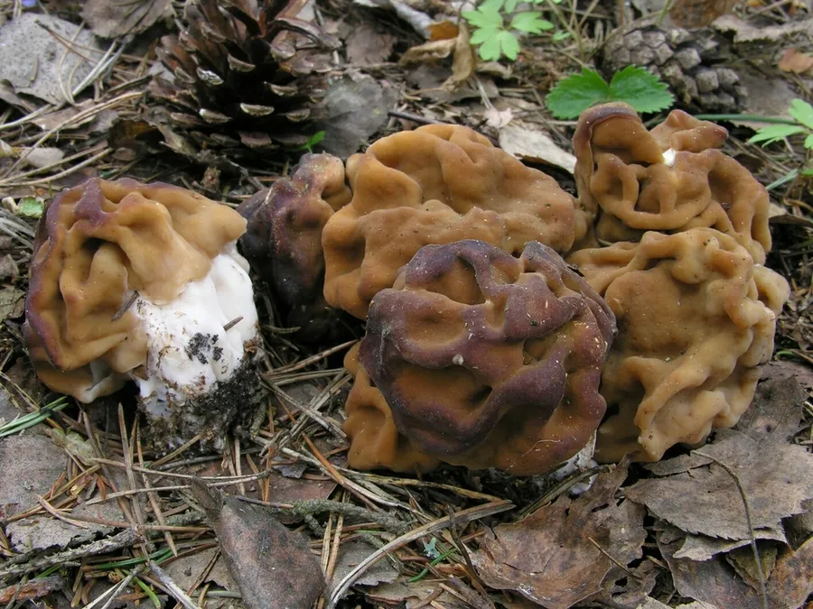Dokumentasi Maublancomyces gigas — Fotografi