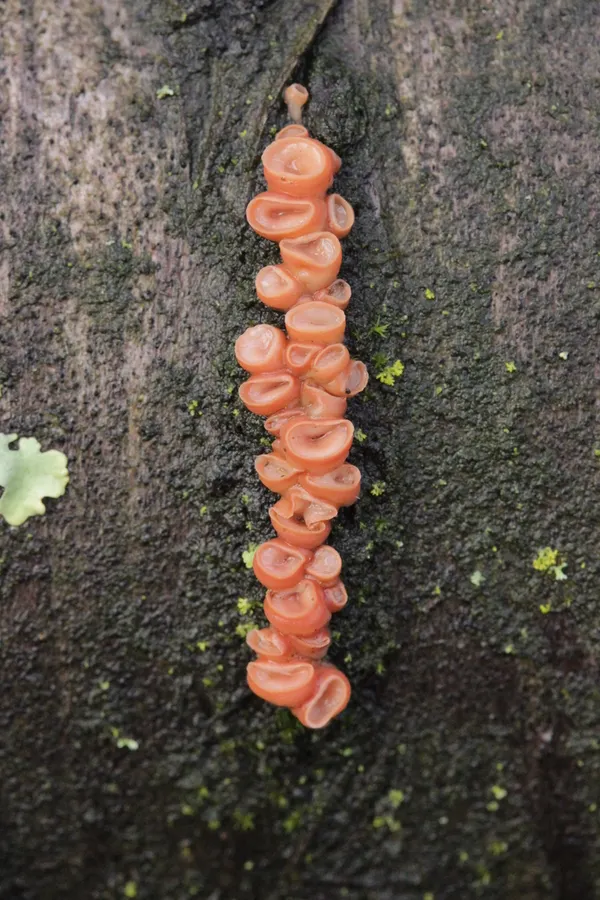 Dokumentasi Ditangium cerasi — Fotografi
