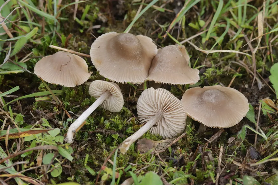 Dokumentasi Entoloma ameides — Fotografi