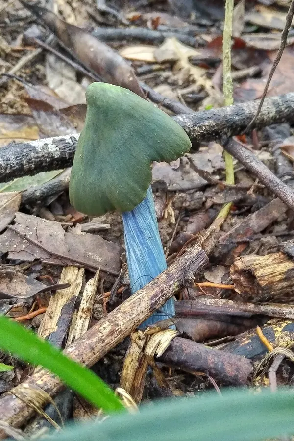 Dokumentasi Entoloma azureoviride — Fotografi