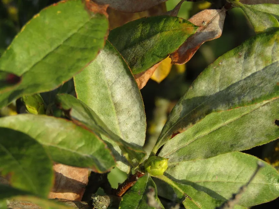 Dokumentasi Erysiphe azaleae — Fotografi