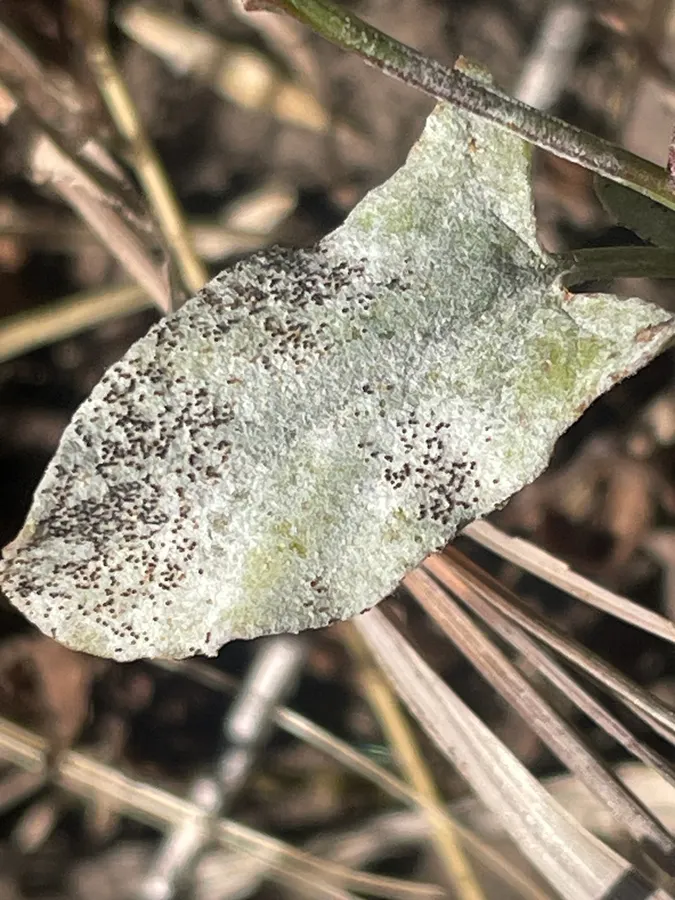 Dokumentasi Erysiphe convolvuli — Fotografi