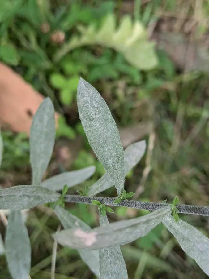 Dokumentasi Erysiphe cruciferarum — Fotografi