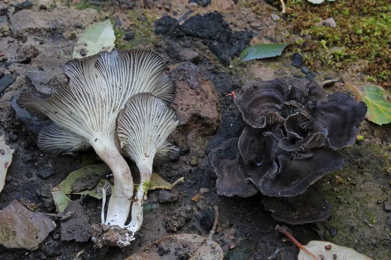 Dokumentasi Faerberia carbonaria — Fotografi