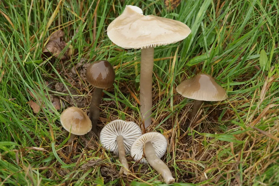 Dokumentasi Gliophorus irrigatus — Fotografi