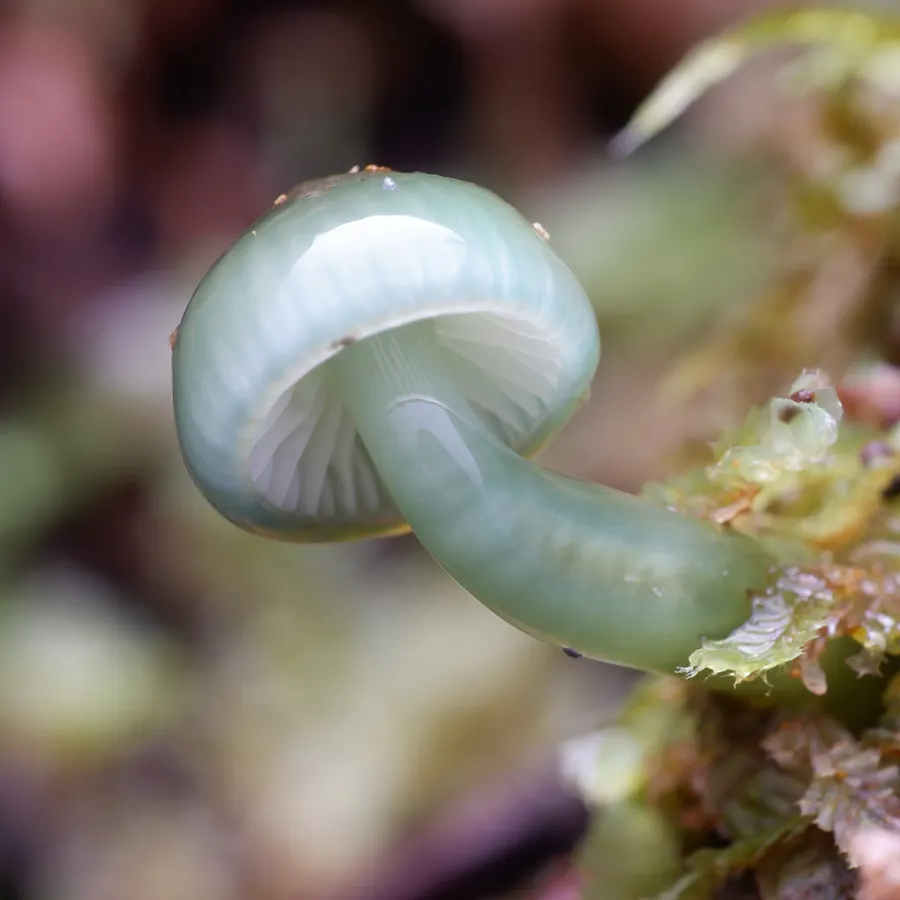 Dokumentasi Gliophorus viridis — Fotografi