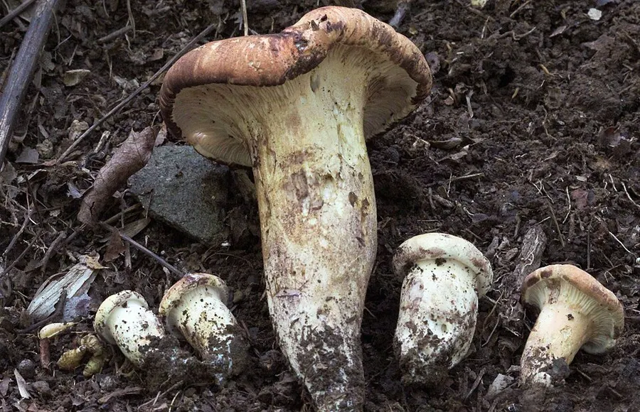 Dokumentasi Gloeocantharellus purpurascens — Fotografi