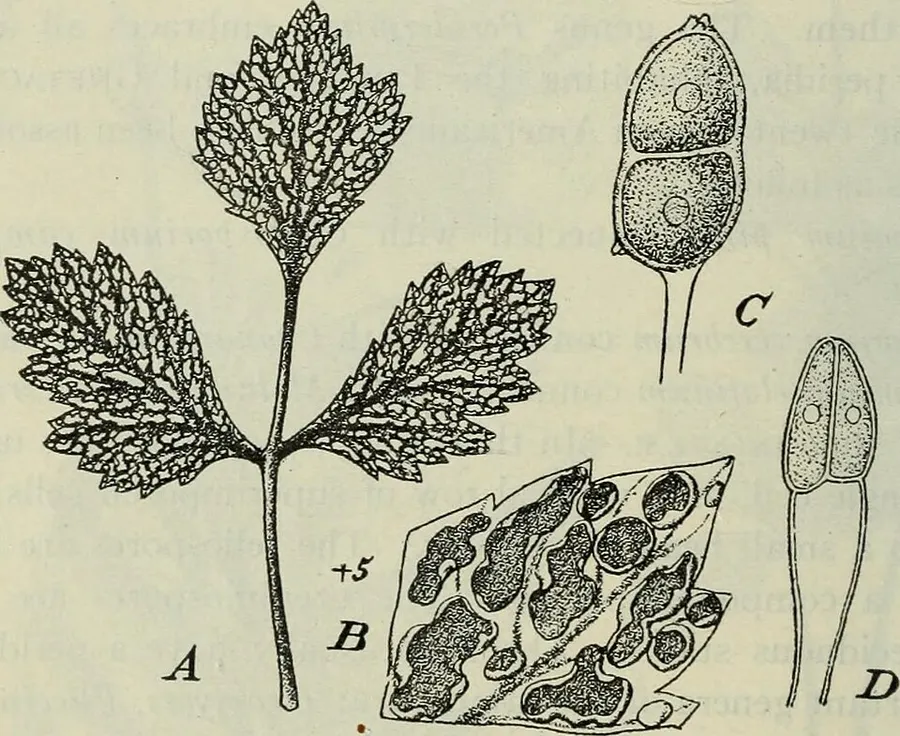 Dokumentasi Gymnoconia interstitialis — Fotografi