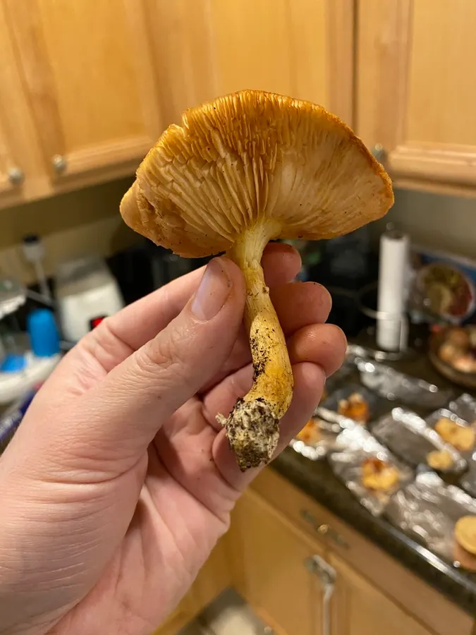 Dokumentasi Gymnopilus cyanopalmicola — Fotografi