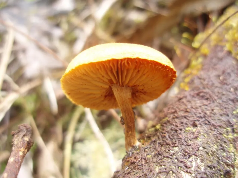 Dokumentasi Gymnopilus subtropicus — Fotografi