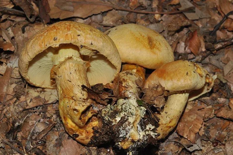 Dokumentasi Gymnopilus validipes — Fotografi