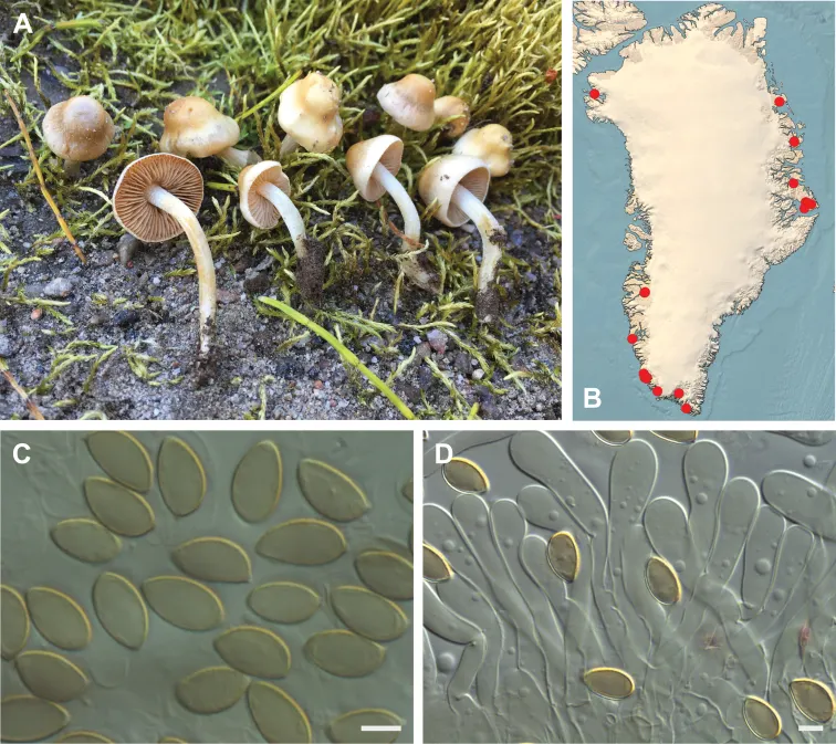 Dokumentasi Hebeloma aurantioumbrinum — Pelat ilmiah