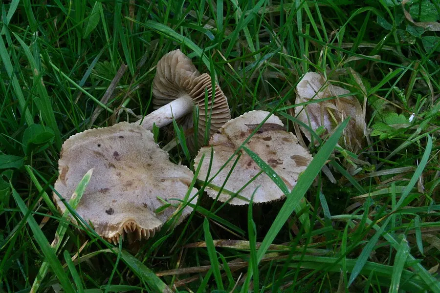 Dokumentasi Hebeloma gigaspermum — Fotografi
