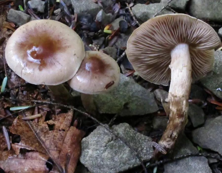 Dokumentasi Hebeloma mesophaeum — Fotografi