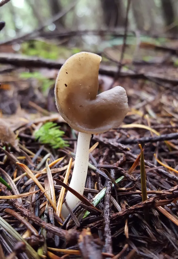 Dokumentasi Helvella compressa — Fotografi