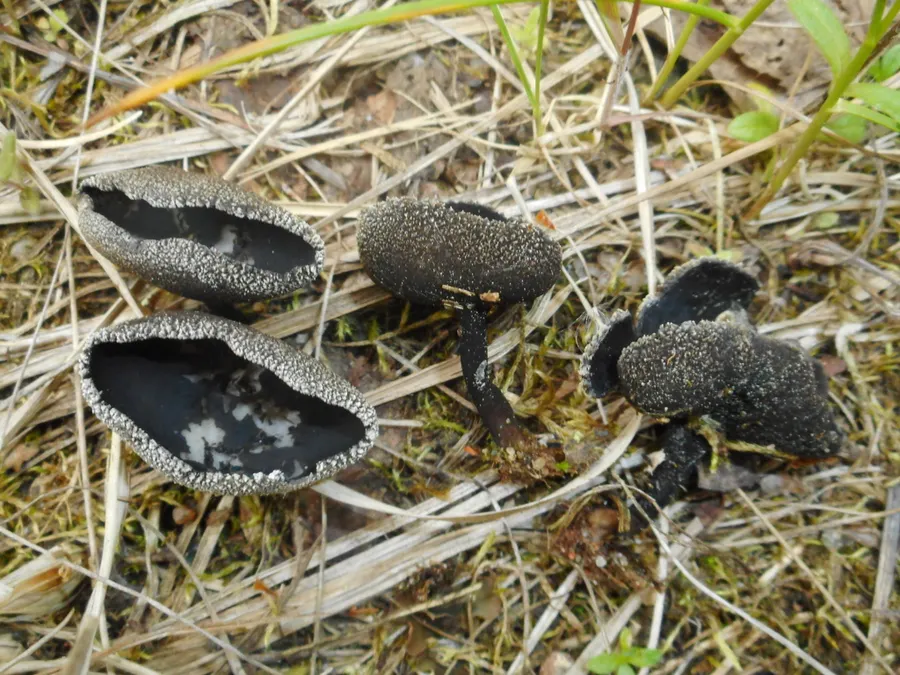 Dokumentasi Helvella corium — Fotografi