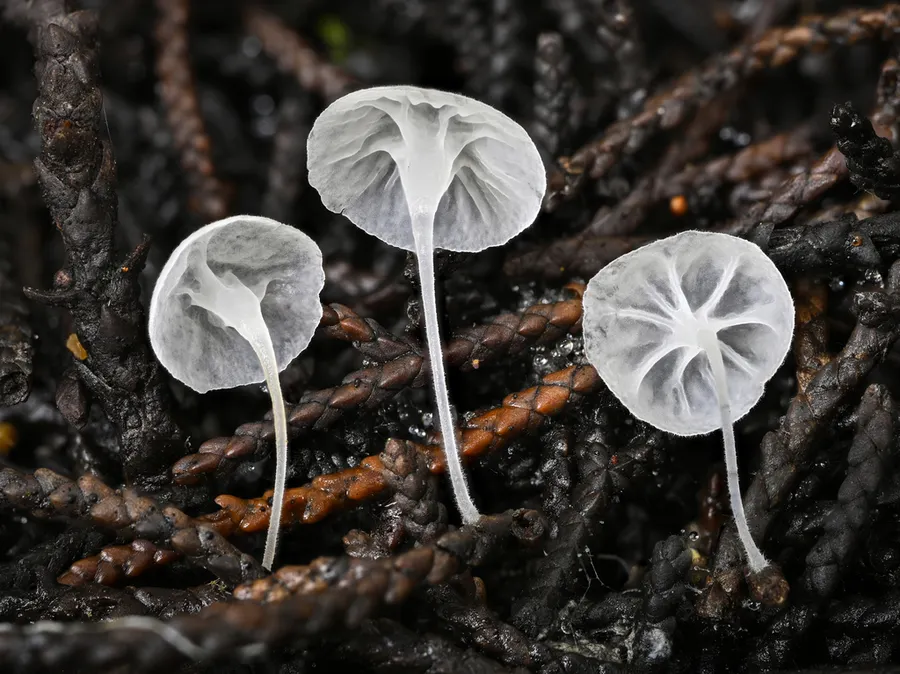 Dokumentasi Hemimycena hirsuta — Fotografi