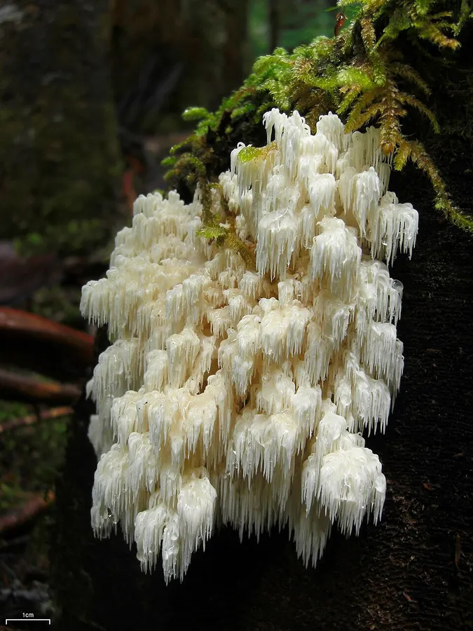 Dokumentasi Hericium abietis — Fotografi