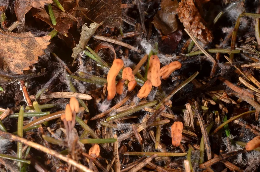 Dokumentasi Heyderia cucullata — Fotografi