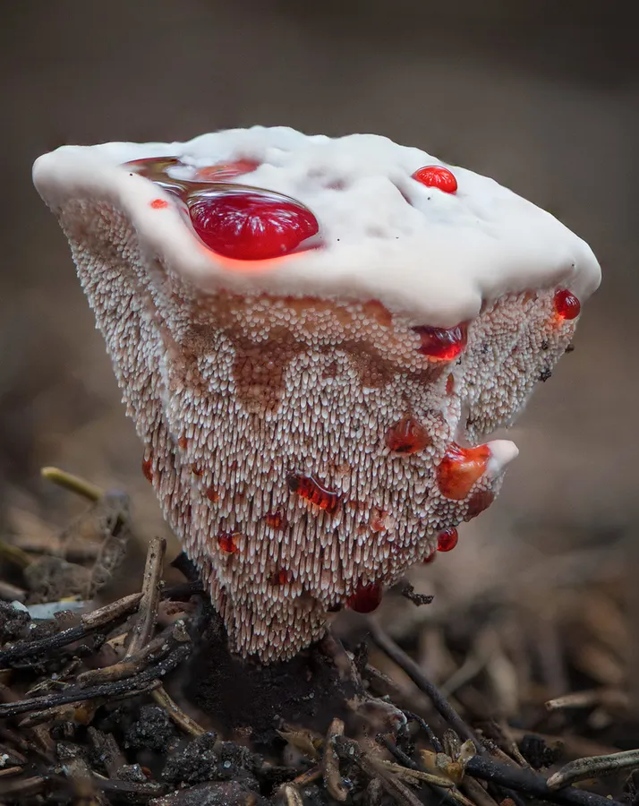 Dokumentasi Hydnellum peckii — Fotografi