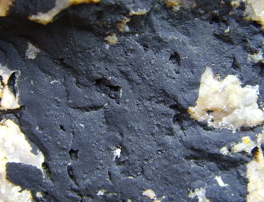 Dokumentasi Hydropunctaria maura — Fotografi