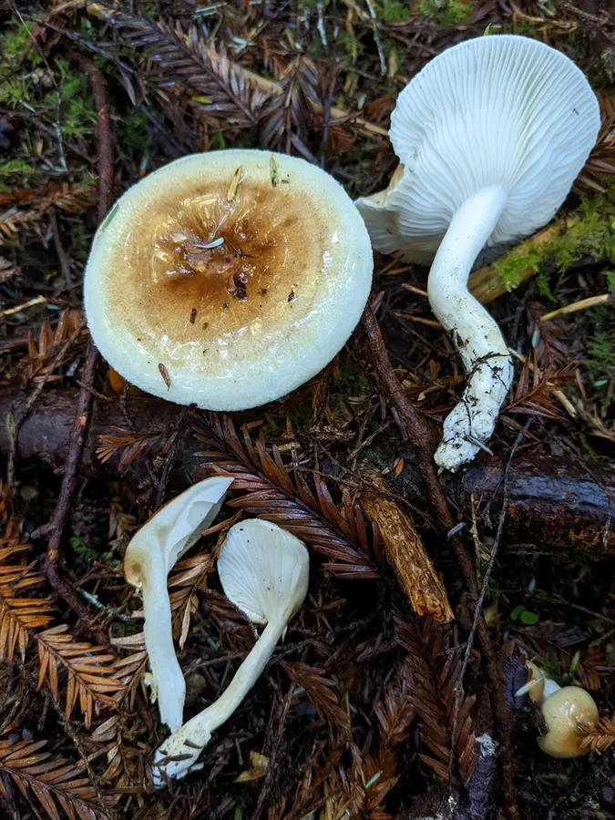Dokumentasi Hygrophorus bakerensis — Fotografi