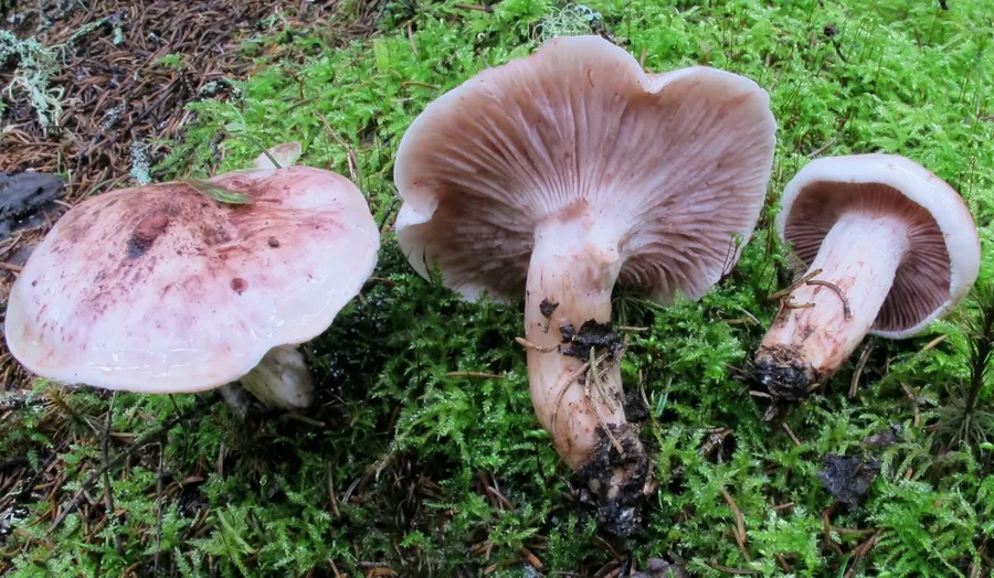 Dokumentasi Hygrophorus capreolarius — Fotografi
