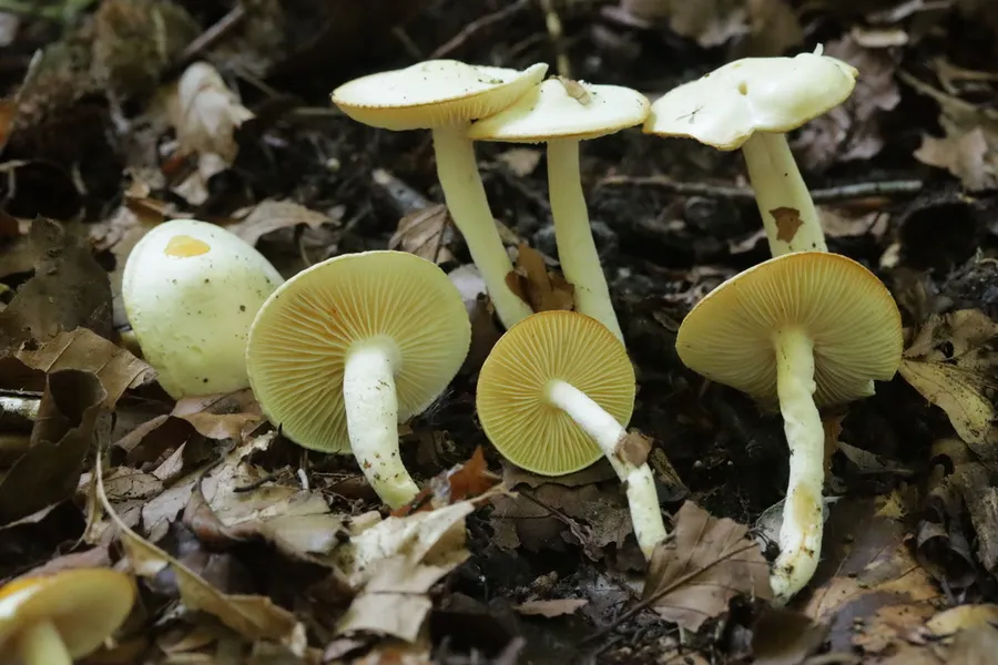 Dokumentasi Hygrophorus discoxanthus — Fotografi