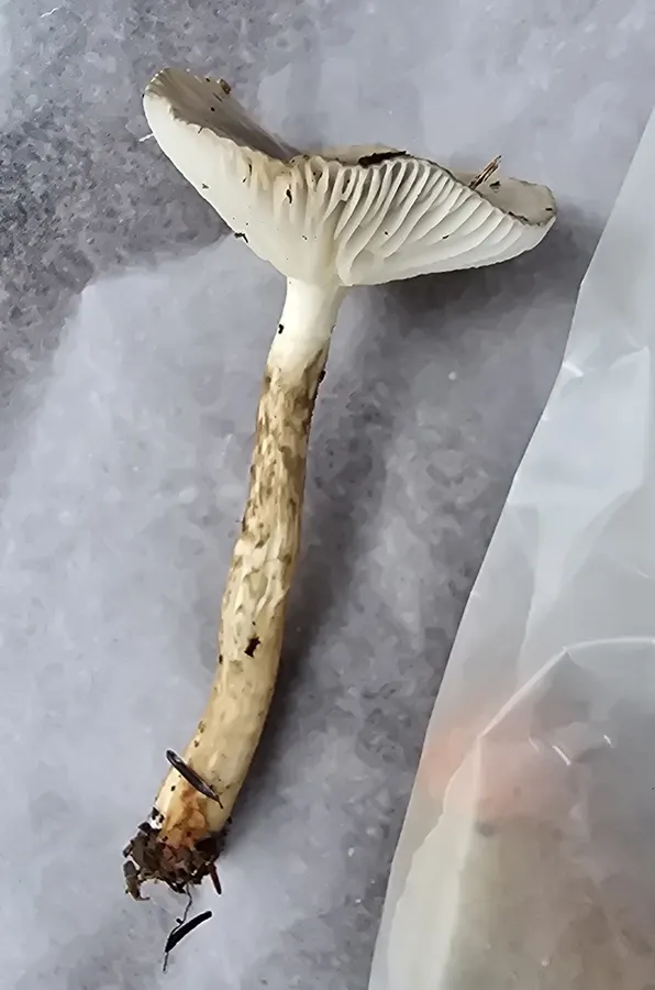 Dokumentasi Hygrophorus fuscoalboides — Fotografi