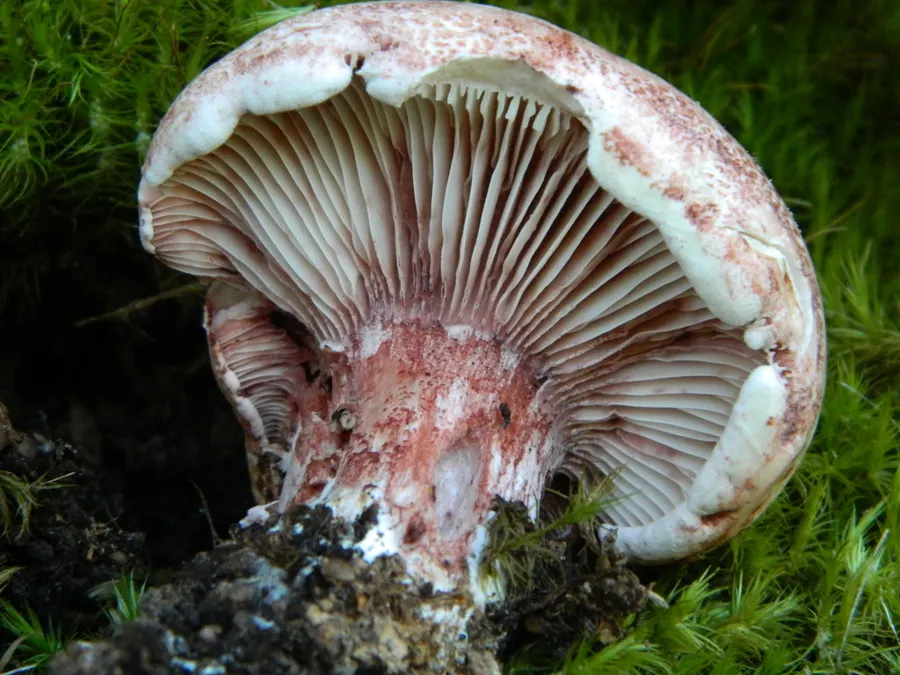Dokumentasi Hygrophorus russula — Fotografi