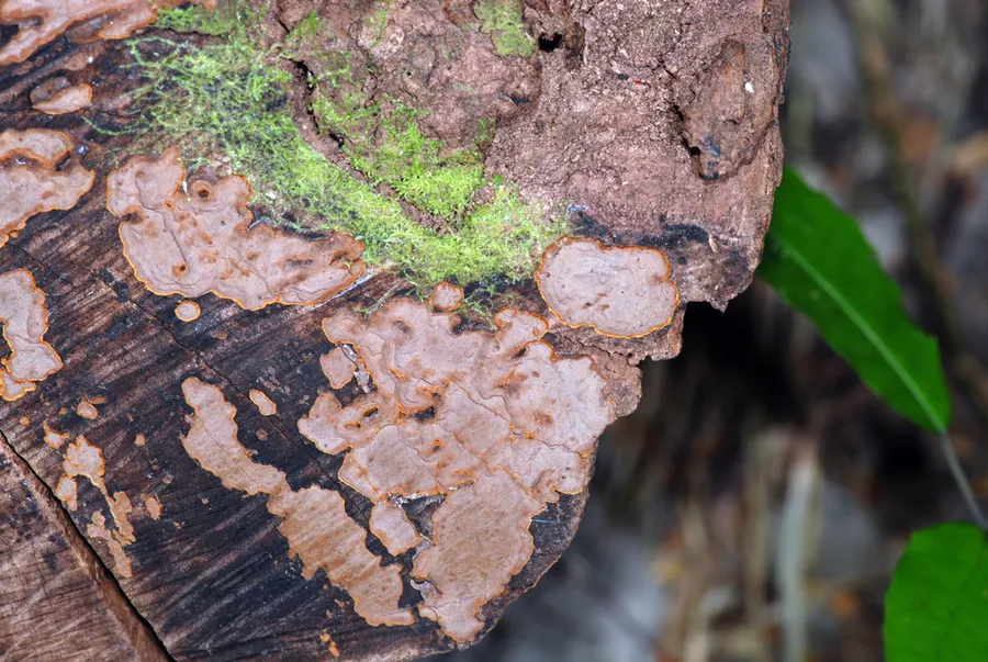 Dokumentasi Hymenochaete cinnamomea — Fotografi