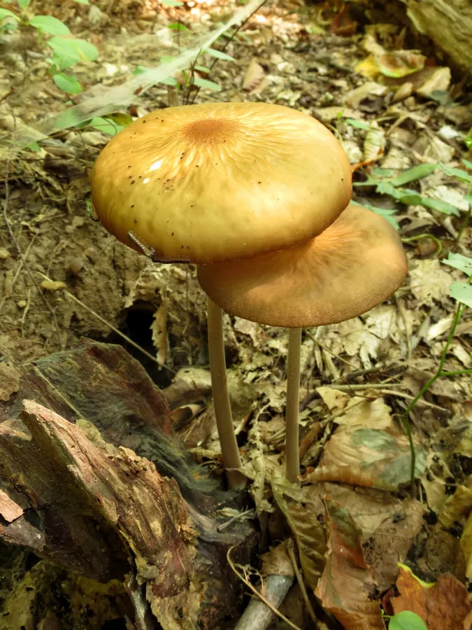 Dokumentasi Oudemansiella radicata — Fotografi