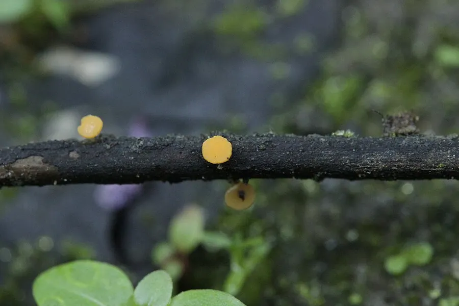 Dokumentasi Hymenoscyphus menthae — Fotografi