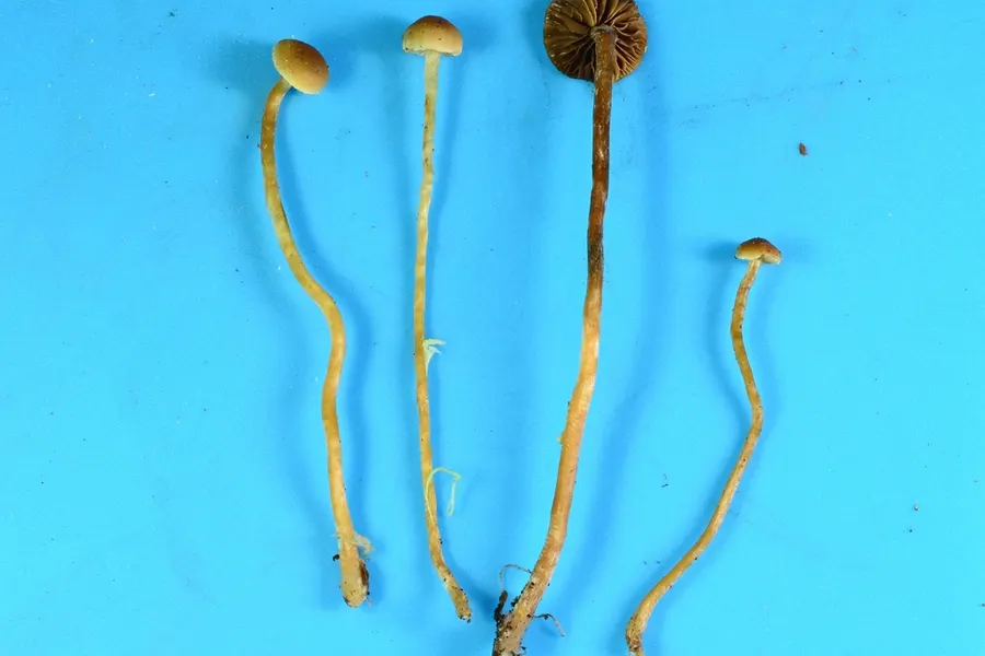 Dokumentasi Hypholoma elongatum — Fotografi