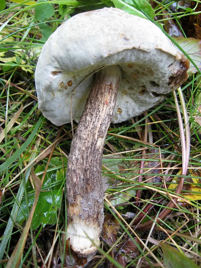 Dokumentasi Hypomyces chrysospermus — Fotografi