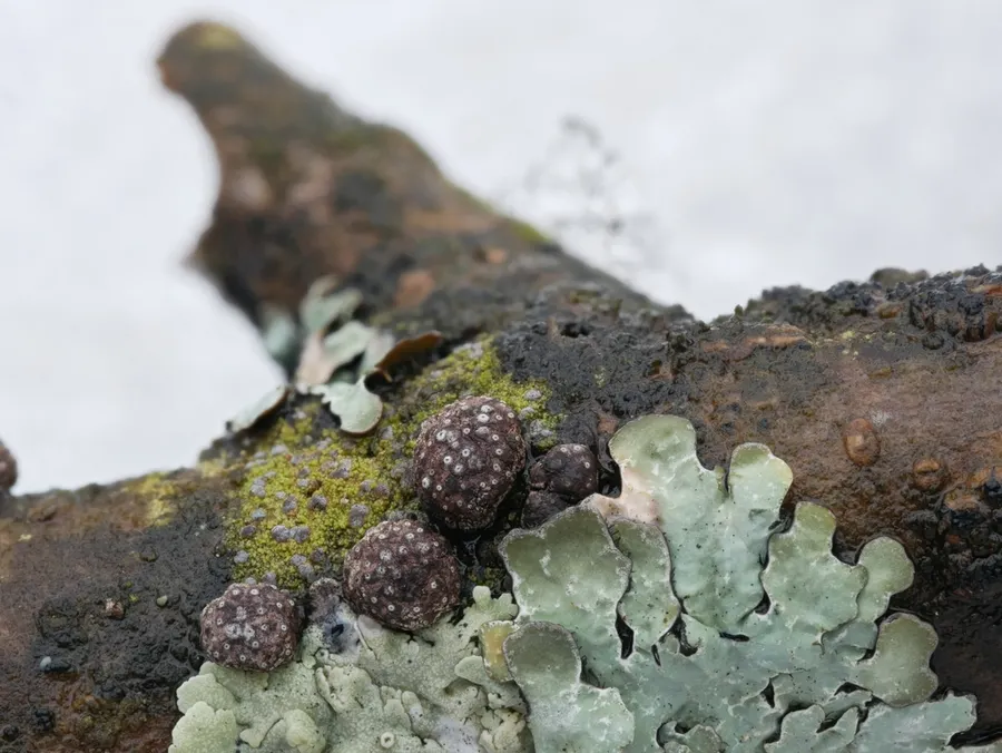 Dokumentasi Hypoxylon fraxinophilum — Fotografi