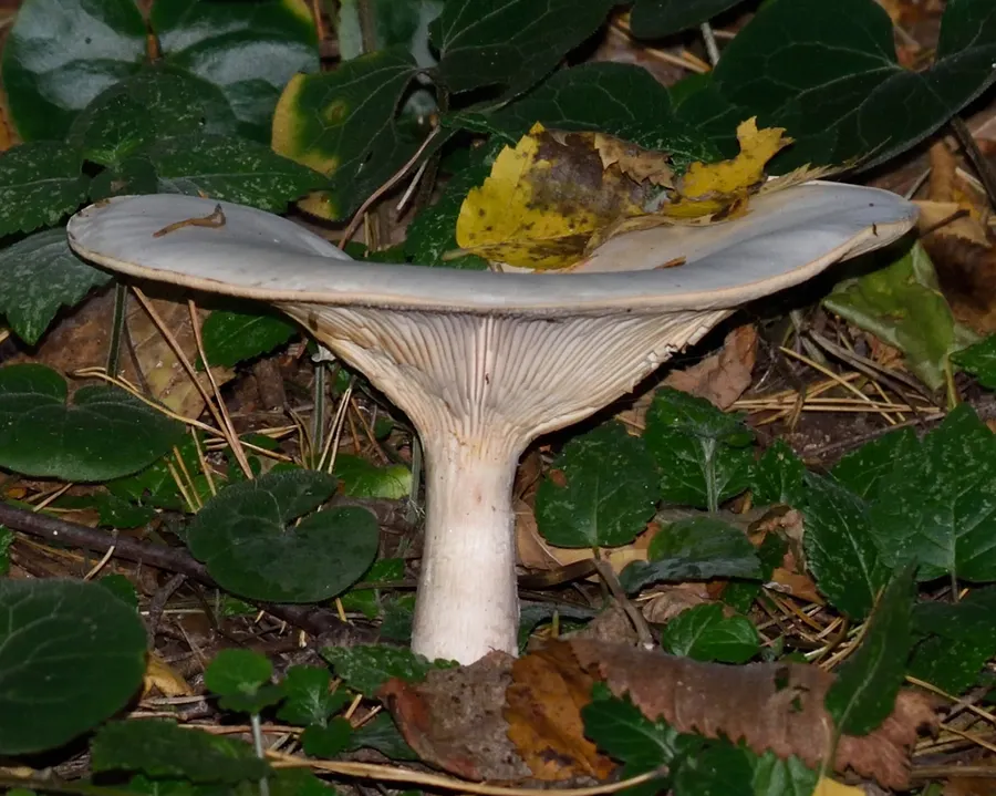 Dokumentasi Infundibulicybe geotropa — Fotografi