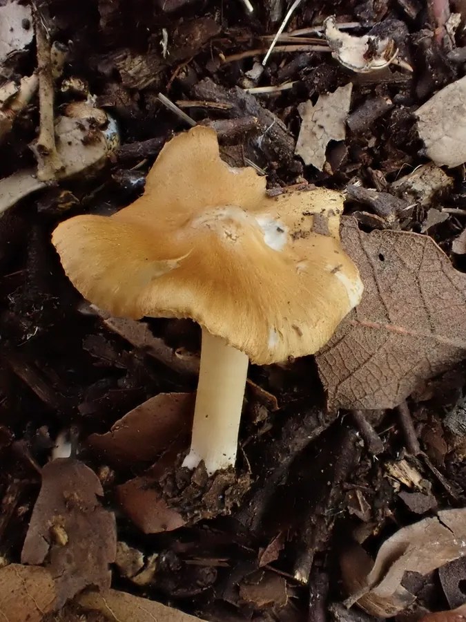 Dokumentasi Inocybe aeruginascens — Fotografi